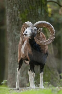 Artiodactyla, even-toed ungulate, mouflon, mouflon, mouflon, ovis gmelini musimon, cloven-hoofed, rutting, fleeing, high size, portrait format, mammals, sheep, mammals, rams, wild