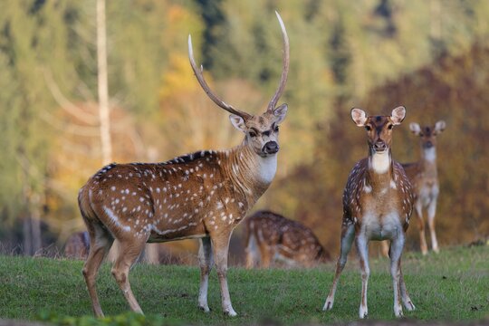 An Axis deer stag (Axis axis), and a hind stand in a green meadow and watch the photographer attentively. A forest can be seen in the background