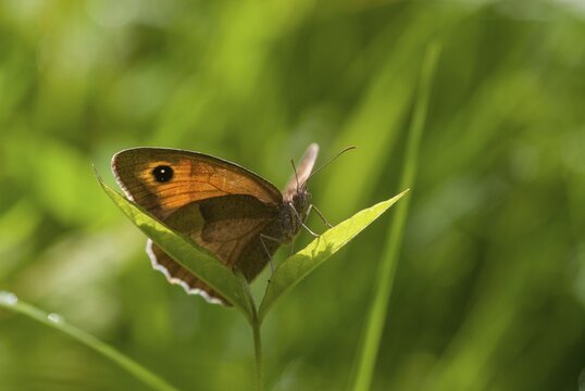 Big ox eye, maniola jurtina, meadow brown, butterfly, insects, butterfly, butterfly, butterfly