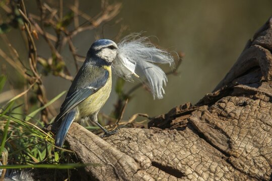 Blue tit, parus caeruleus, birds, feathers, tits, nest building, passeri, songbirds, tits, birds
