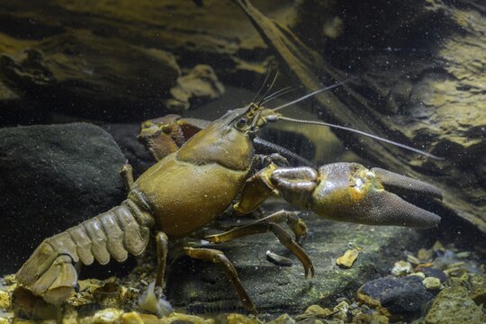 American crayfish, astacoid, astacus leniusculus, crayfish, Californian crayfish, pacifastacus leniusculus, signal crayfish