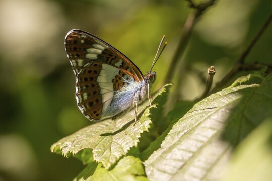 Small kingfisher, Ladoga camilla, limenitis camilla, white admiral, butterfly, insects, butterfly, butterflies
