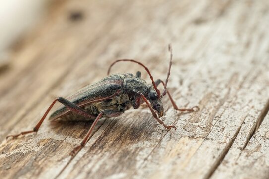 Finland, Oxymirus Cursor, Shoulder Longhorn Beetle, Toxotus Cursor, Beetle, Longhorn Beetle, Coleoptera, Female, Insects, Beetles, Female