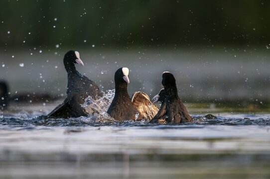 Eurasian Coot Coot, Fulica Atra, Battle, Birds, Coot, Coot, Fight, Gruiformes, Fight, Crane Birds, Rails, Rallidae, Strike, Birds, Waterbirds, Waterbirds