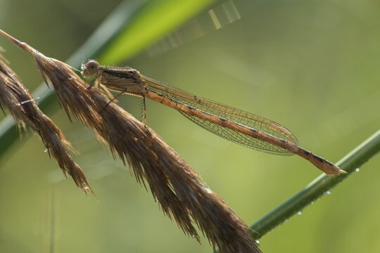 Common winter dragonfly, Sympecma fusca, winter damselfly, damselflies, dragonflies, insects, dragonflies, odonata, zygoptera