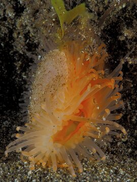 Gaping file mussel (Lima hians), underwater, Gran Canaria, Spain