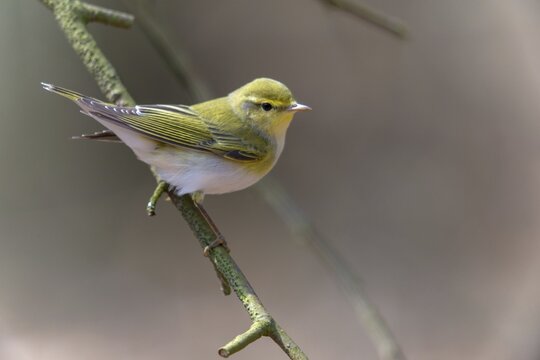 Phylloscopus sibilatrix, woodwarbler, birds, passeri, songbirds, songbirds, birds