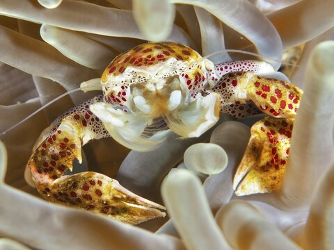 Lively porcelain crab, spotted porcelain crab (Neopetrolisthes maculatus), hidden in a sea anemone, dive site SD, Nusa Ceningan, Nusa Penida, Bali, Indonesia