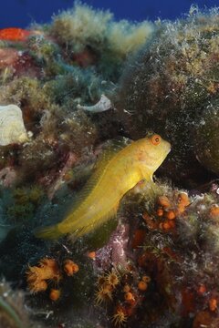 Variable blenny (Parablennius pilicornis) in the Mediterranean Sea near Hy&egrave;res. Dive site Giens Peninsula, C&ocirc;te dAzur, France