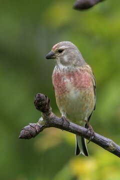 Acanthis cannabina, bloodtail, linaria cannabina, linnet, birds, high size, portrait, hanfling, male, passeri, songbirds, birds