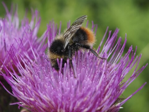 Close-up of a meadow bumblebee (Bombus pratorum) on a purple flower, the petals are covered in pollen, Goms, Canton of Valais, Switzerland
