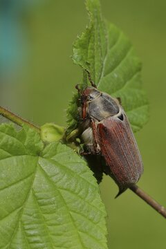 May beetle, field cockchafer (Melolontha melolontha), female on a branch with leaves, Wilden, North Rhine-Westphalia, Germany