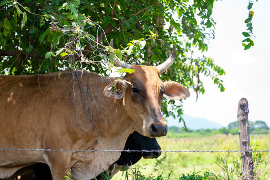 Brown Horned Cow Resting Beneath Tree Behind Barbed Wire Fence in Rural Pasture