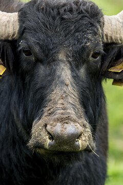 Artiodactyla, Bubalus Arnee, Even-Toed Ungulate, Frie&szlig;nitzer See, Germany, Greiz, Paarhufer, Thuringia, water buffalo, water buffalo, grazing, domesticated animals, extensive grazing, pet, high size, portrait format, mammals, Vogtland