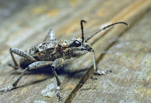 Small pintrestle, rhagium inquisitor, shotbuck, sensing pindeer, beetle, coleoptera, insects, beetles, ribbed pine borer