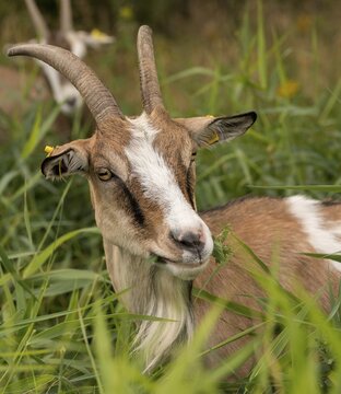 Artiodactyla, Capra aegagrus hircus, even-toed ungulate, domestic goat, cloven-hoofed, grazing, goat, grazing, pet, high size, portrait format, mammals, mammals, goat, goat grazing