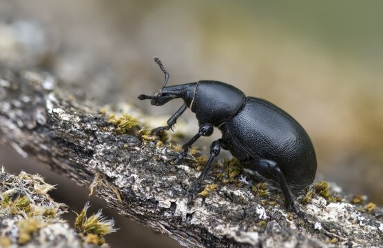 Carrot weevil, curculionidae, chervil weevils, liparus coronatus, weevils, beetles, coleoptera, insects, beetles