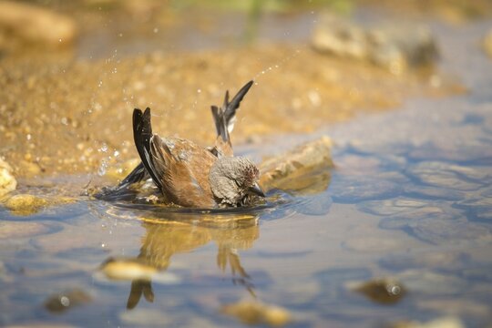 Acanthis cannabina, bloodtail, linaria cannabina, linnet, bath, bird bath, birds, hanfling, male, passeri, songbirds, songbirds, drinking, birdbath, birds, watering place