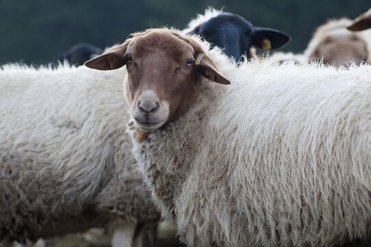 Artiodactyla, Coburg fox sheep, domestic sheep, even-toed ungulate, domestic sheep, Ovis Gmelini aries sspec.4, cloven-hoofed, domesticated animals, extensive grazing, pet, mammals, sheep, sheep, mammals, wild pastures