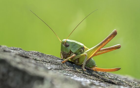 Decticus verrucivorus, grasshoppers, deciduous locusts, wart biters, ensifera, grasshoppers, grasshoppers, insects, long-feeler scares, nymph, wait biter