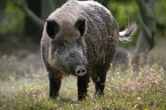 Artiodactyla, even-toed ungulate, cloven-hoofed, wild boar, wild boar, boar, boar, mammals, rancing season, intoxication, mammals