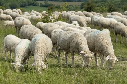 Artiodactyla, domestic sheep, even-toed ungulate, Germany, domestic sheep, nabu, natural heritage, Ovis Gmelini aries, cloven-hoofed, Thuringia, wind knobs, cultivated landscape, domesticated animals, pet, hut, herding, cultural landscape, landscape, mammals, nature reserve, sheep, sheep, mammals, migrating shepherd
