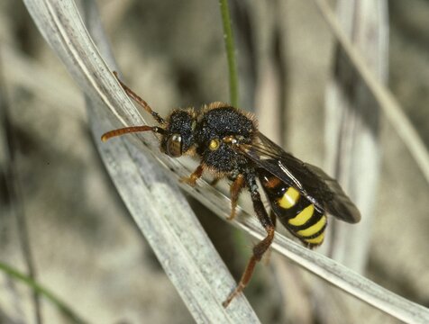 Hymenoptera, Lathbury's Nomad, Nomada Lathburiana, redheaded wasp bee, insects, wild bees