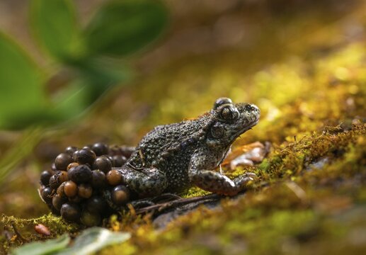 Alytes obstetricans, common midwife toad, obstetrician toad, northern obstetrician toad, amphibians, eggs, egg string, amphibians, male