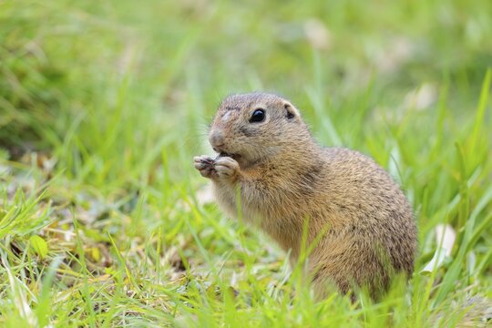 An adult ground squirrel (Spermophilus citellus) eats leaves and flowers on a cloudy day in a green meadow. Austria