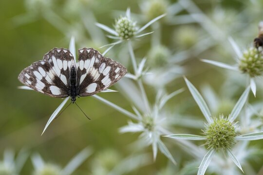Apiaceae, board game, ladies' board, umbels, eryngium campestre, field thistle, curled thistle, man litter, marbled white, melanargia galathea, thistle, chessboard, checkerboard, butterfly, field eryngo, flora, insects, plants, plants, butterfly, butterflies, butterflies