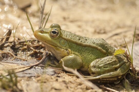 Green frog, pelophylax spec., rana spec., water frog, amphibians, amphibians, frog, frog, frogs, amphibians