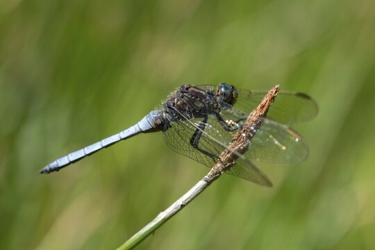 Keeled skimmer, little blue arrow, orthetrum coerulescens, anisoptera, damselflies, dragonflies, insects, dragonflies, odonata
