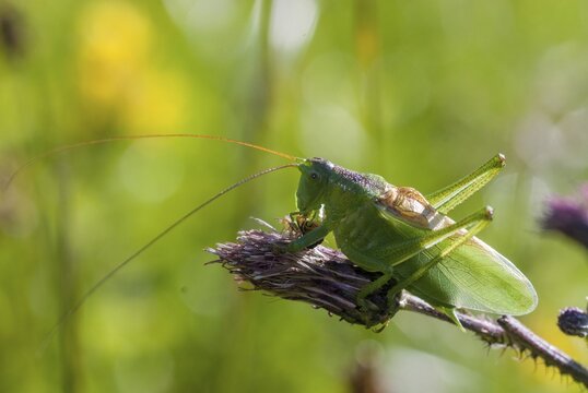 Grasshoppers, Tettigonia Cantans, Upland Green Bush cricket, chirping hayhorse, chirping, prey, capture, ensifera, grasshoppers, grasshoppers, insects, insects, long-feeler scares