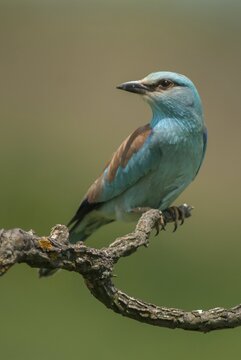 Blue racke, coracias garrulus, European roller, scooter, birds, Bulgaria, coraciidae, racken, birds