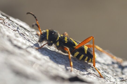 Clytus arietis, common ram ram, ram ram, beetle, longhorn, coleoptera, insects, insects, beetles, wasp beetle
