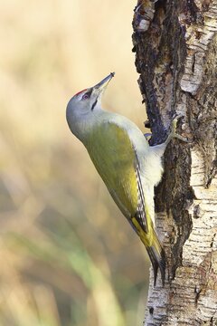 Grey-headed Woodpecker (Picus canus), a male perched on the trunk of a grey birch (Betula populifolia) whilst foraging, wildlife, woodpeckers, birds, nature photography, Wilnsdorf, North Rhine-Westphalia, Germany