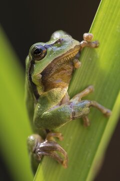 European tree frog, hyla arborea, tree frog, amphibians, amphibians, high size, portrait format, amphibians