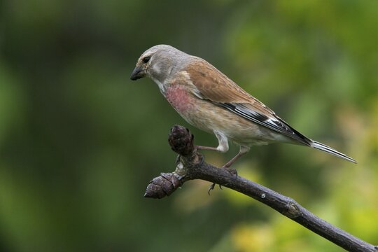 Acanthis cannabina, bloodtail, linaria cannabina, linnet, birds, hanfling, male, passeri, songbirds, birds