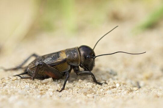 Field cricket, Gryllus campestris, ensifera, field cricket, crickets, insects, insects, long-feeler scare