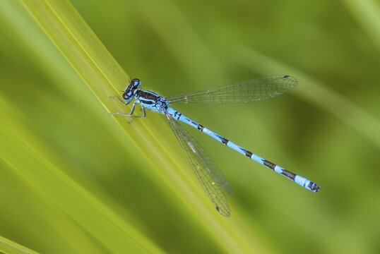Coenagrion hastulatum, northern damselfly, spearhead flower, spear azurmaid, Bulgaria, damselflies, dragonflies, insects, dragonflies, male, odonata, zygoptera