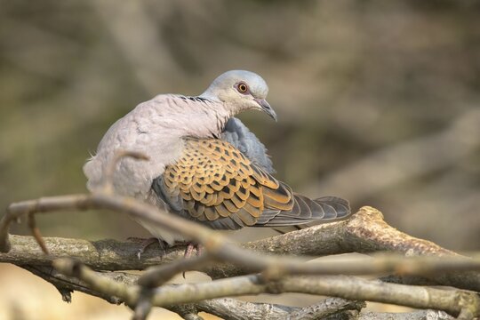 Streptopelia turtur, turtle dove, birds, columbidae, doves, plumage care, preening, pigeons, birds
