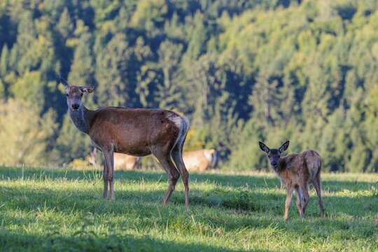 A female Altai maral (Cervus canadensis sibiricus) and her calf stand in a green meadow in the first light of day. Southern Siberia, northwestern Mongolia, northern Xinjiang province of China
