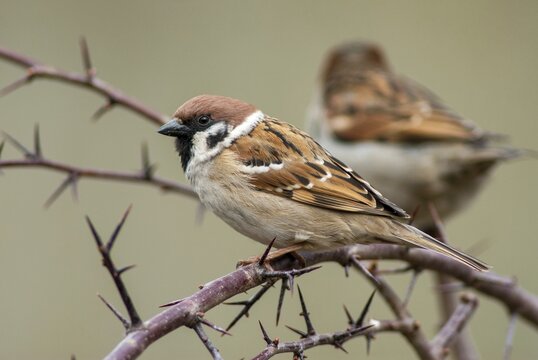 Tree Sparrow, Passer Montanus, Sparrow, Tree Sparrow, Birds, Passeri, Songbirds, Sparrow, Sparrow, Sparrow, Sparrow, Sparrow, Birds