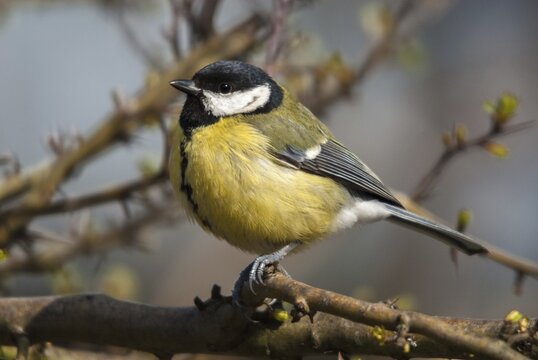 Great tit, great tit, parus major, birds, tits, passeri, songbirds, songbirds, tits, birds