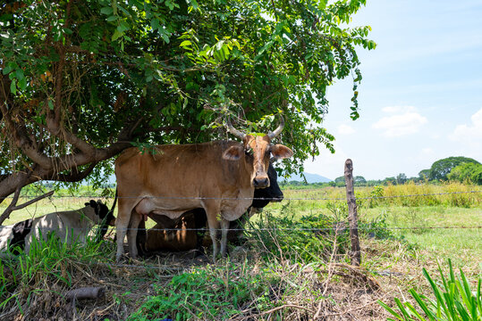 Brown Horned Cow Standing Beneath Lush Green Tree in Sunny Rural Pasture
