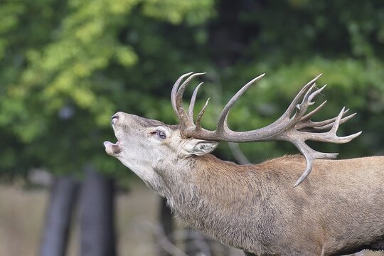 Red deer (Cervus elaphus) in the rutting season, capital stag roaring in a forest clearing, animal portrait, wildlife, Sauerland, North Rhine-Westphalia, Germany