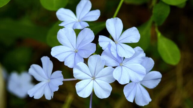 Close-up of a Beautiful Flower