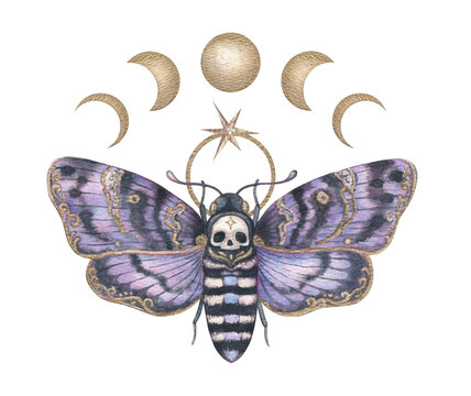 Watercolor death head hawk moth with moon phase. Hand drawn watercolor Acherontia atropos with purple wings and gold crescent circle. Witchy graphic for halloween poster. Gothic astronomy concept.