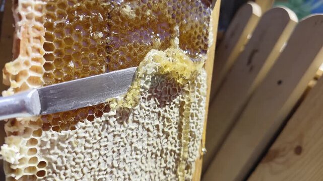 Close-up view of metal knife scraping wax capping from wooden frame honeycomb, revealing golden flowing honey, process of honey harvest, natural sweet food production
