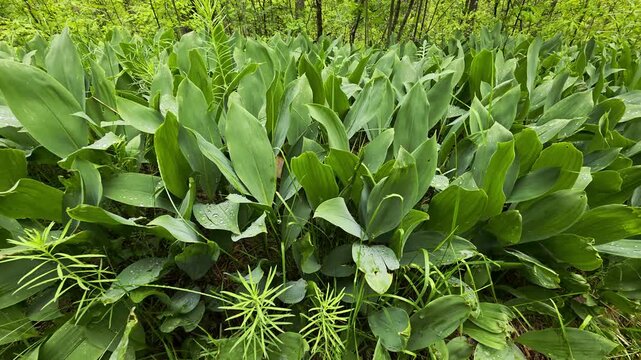 Green leaves of lilies of the valley plants growing in wild forest environment vibrant spring growth with water droplets on foliage showcasing natural beauty and lush vegetation